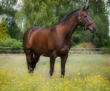 Horse in Field