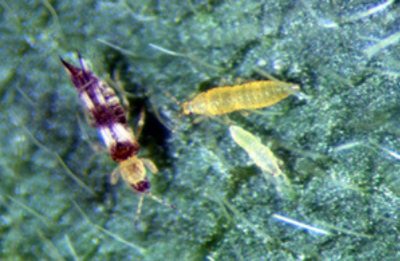Figure 1 shows Soybean thrips.  Image from Purdue IPM