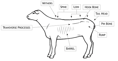 Sheep Diagram