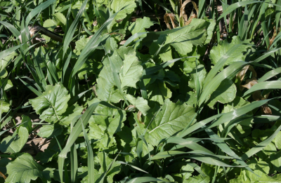 Photo of a rye turnip cover crop field.