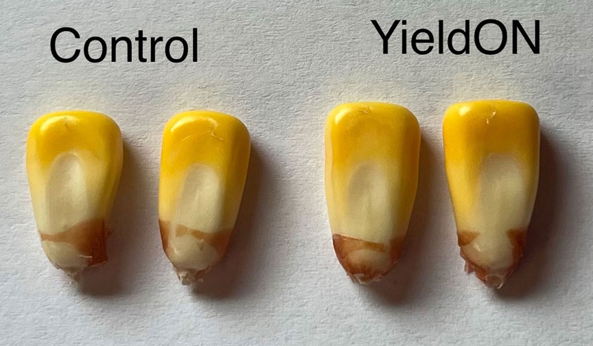 image of YieldON corn kernel comparison 