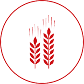 Grain Marketing Icon