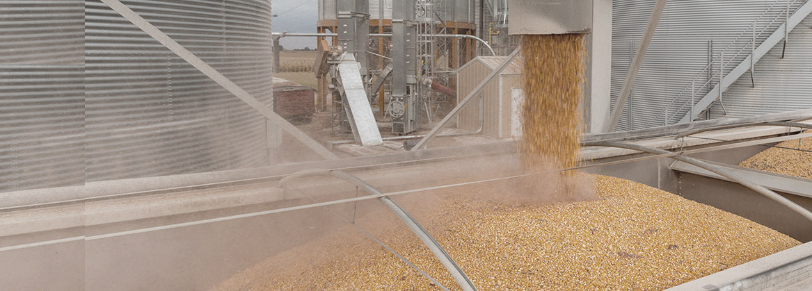 Grain Being Loaded onto a Truck